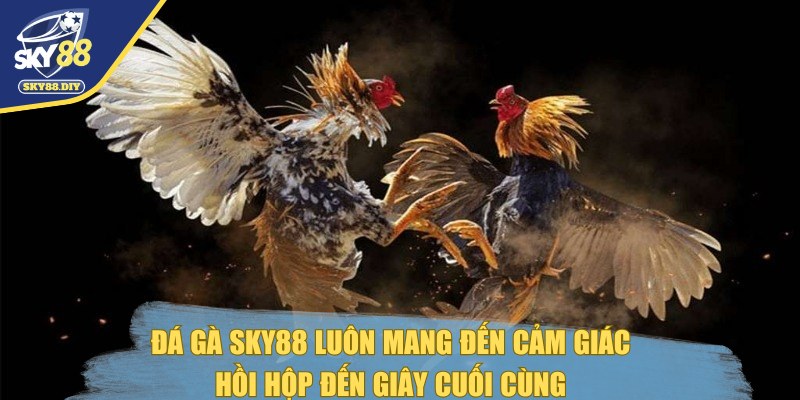 da-ga-sky88-hoi-hop